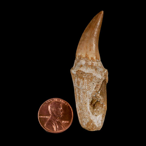 2.5" Mosasaur Eremiasaurus Fossil Tooth Rooted Cretaceous Dinosaur Era COA
