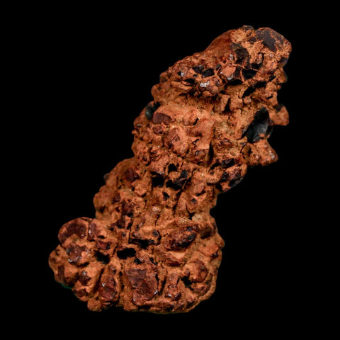 2.6" Prehistoric Coprolite Fossil Specimen Poop Dung Miocene Madagascar - Fossil Age Minerals