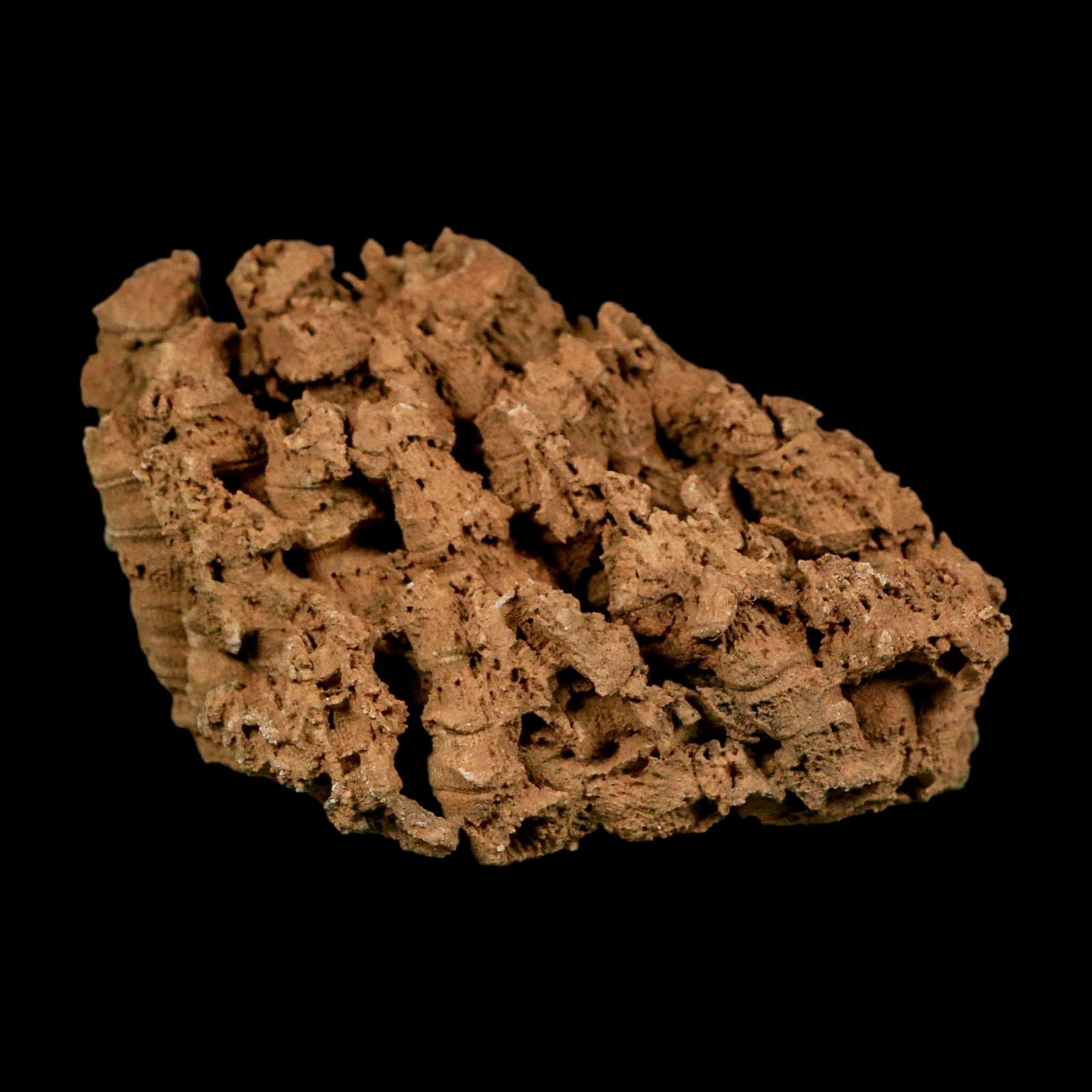 3.9" Colonial Rugose Coral Fossil Devonian Age Speed Quarry, Clark County, Indiana - Fossil Age Minerals