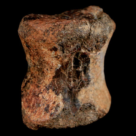 1.2" Maiasaura Hadrosaur Dinosaur Vertebrae Bone Fossil Two Medicine FM MT COA