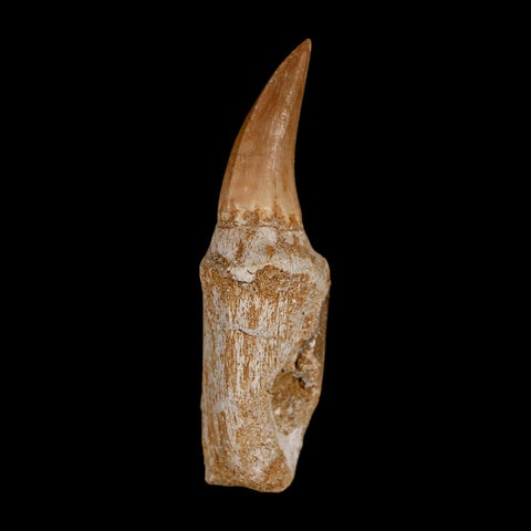 2.5" Mosasaur Eremiasaurus Fossil Tooth Rooted Cretaceous Dinosaur Era COA