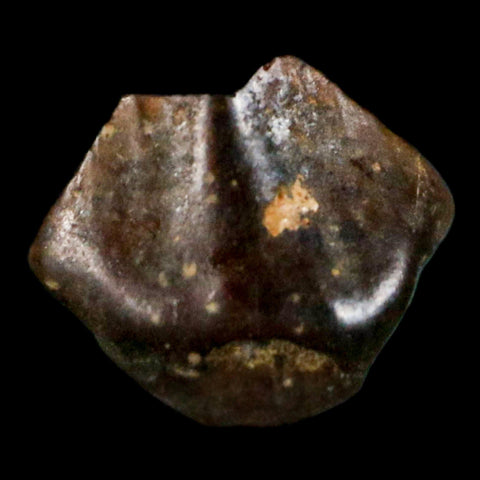 0.3" Ankylosaurus Fossil Tooth Judith River FM Cretaceous Dinosaur MT COA & Display - Fossil Age Minerals