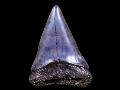 2.2" Quality Hastalis Mako Tooth Serrated Fossil Natural Miocene Age COA - Fossil Age Minerals