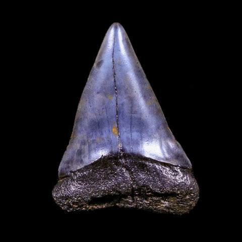 2.2" Quality Hastalis Mako Tooth Serrated Fossil Natural Miocene Age COA - Fossil Age Minerals