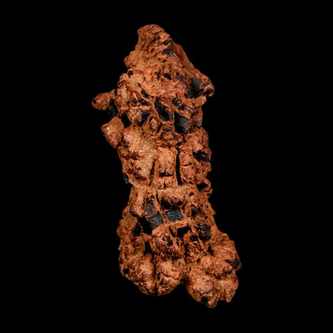 2.6" Prehistoric Coprolite Fossil Specimen Poop Dung Miocene Madagascar - Fossil Age Minerals