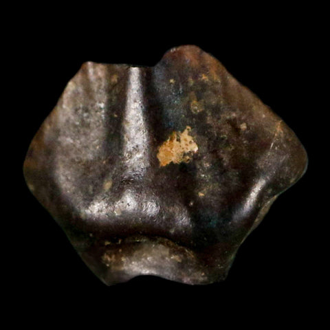 0.3" Ankylosaurus Fossil Tooth Judith River FM Cretaceous Dinosaur MT COA & Display - Fossil Age Minerals