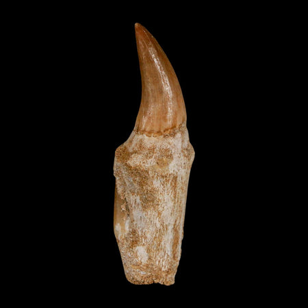 2.5" Mosasaur Eremiasaurus Fossil Tooth Rooted Cretaceous Dinosaur Era COA