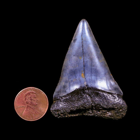 2.2" Quality Hastalis Mako Tooth Serrated Fossil Natural Miocene Age COA - Fossil Age Minerals