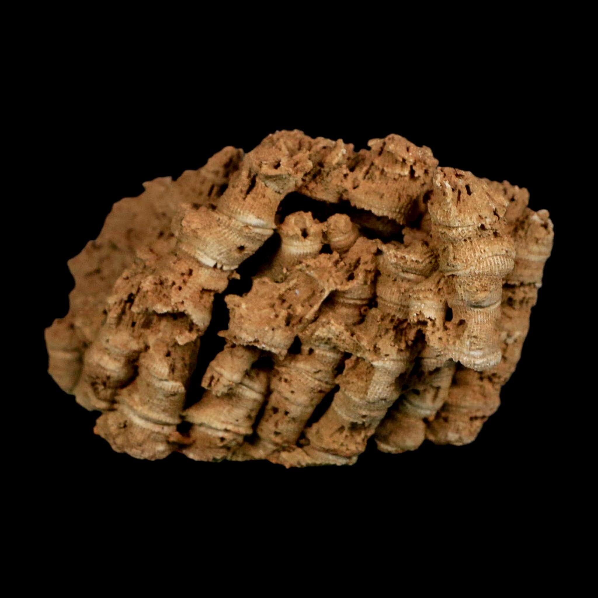 3.9" Colonial Rugose Coral Fossil Devonian Age Speed Quarry, Clark County, Indiana - Fossil Age Minerals