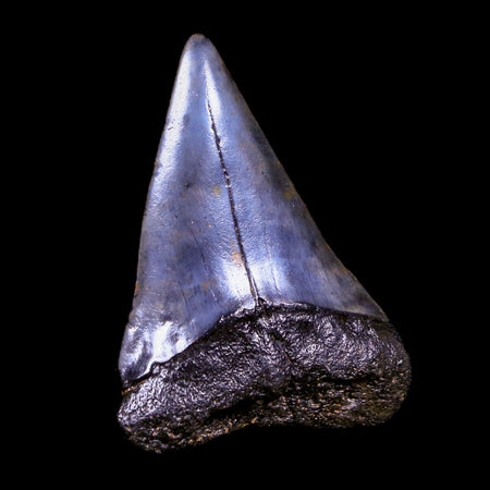 2.2" Quality Hastalis Mako Tooth Serrated Fossil Natural Miocene Age COA