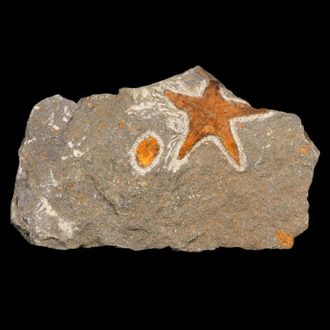 48MM Brittlestar Petraster Starfish Fossil Ordovician Age Blekus Morocco COA - Fossil Age Minerals