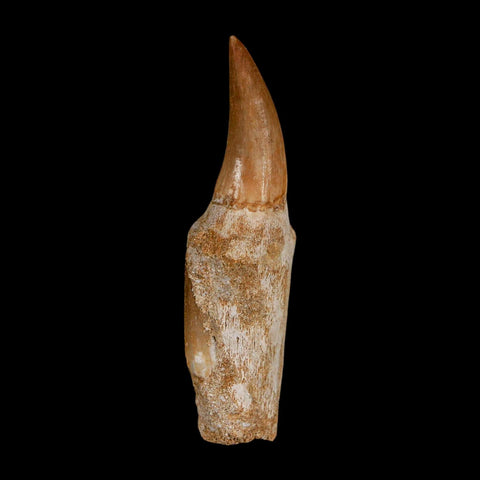2.5" Mosasaur Eremiasaurus Fossil Tooth Rooted Cretaceous Dinosaur Era COA