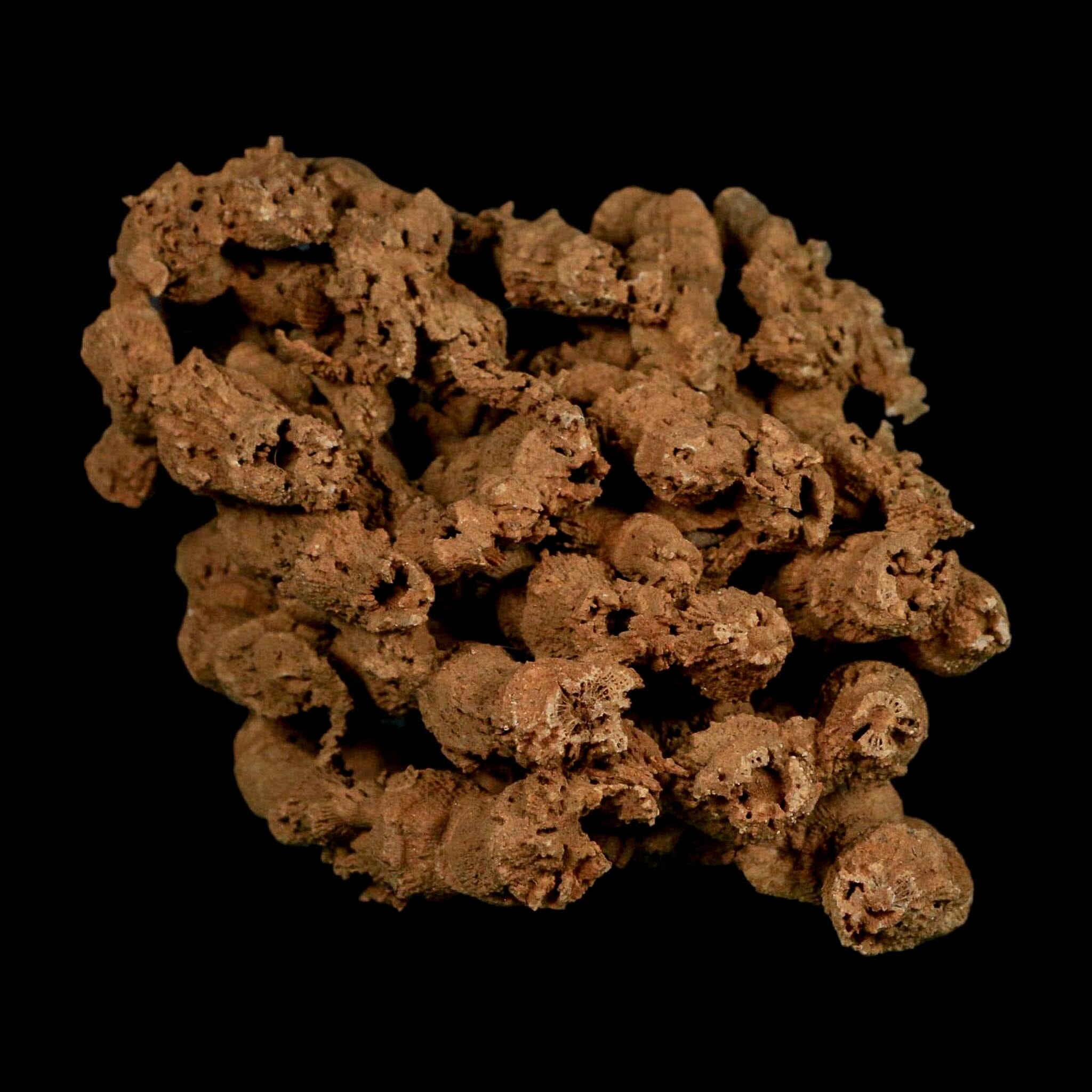 3.9" Colonial Rugose Coral Fossil Devonian Age Speed Quarry, Clark County, Indiana - Fossil Age Minerals