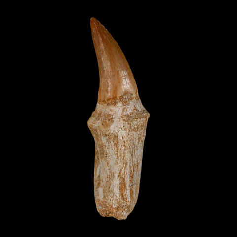2.5" Mosasaur Eremiasaurus Fossil Tooth Rooted Cretaceous Dinosaur Era COA