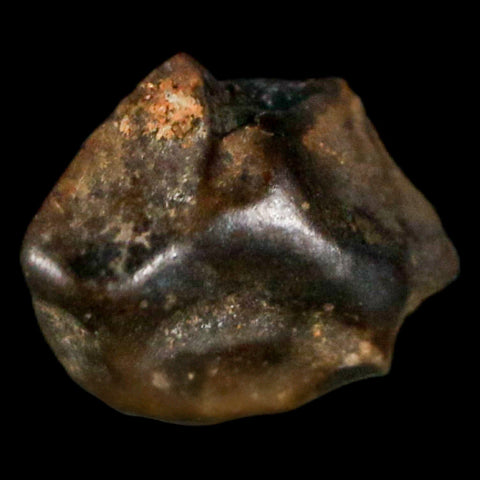 0.3" Ankylosaurus Fossil Tooth Judith River FM Cretaceous Dinosaur MT COA & Display - Fossil Age Minerals