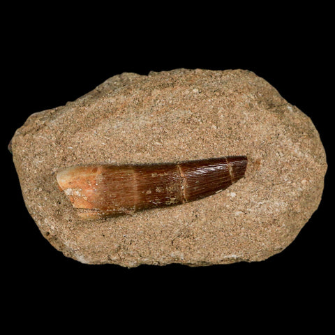 1.8" Plesiosaur Zarafasaura Tooth Fossil In Matrix Cretaceous Dinosaur Era COA - Fossil Age Minerals
