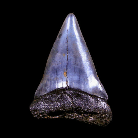 2.2" Quality Hastalis Mako Tooth Serrated Fossil Natural Miocene Age COA - Fossil Age Minerals