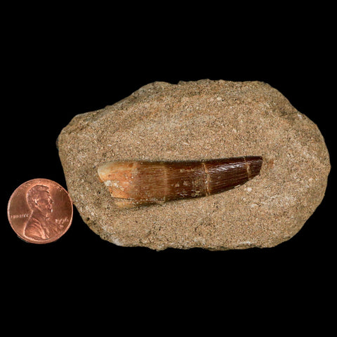 1.8" Plesiosaur Zarafasaura Tooth Fossil In Matrix Cretaceous Dinosaur Era COA - Fossil Age Minerals