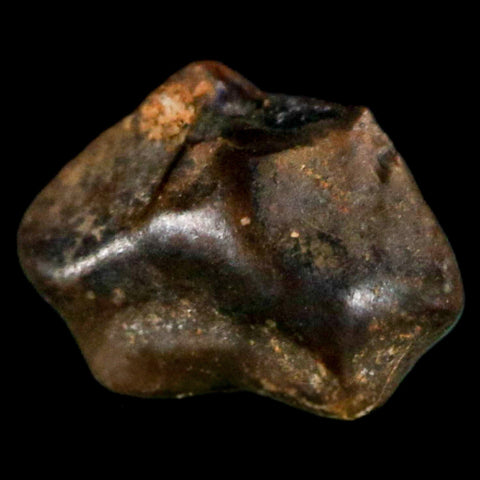 0.3" Ankylosaurus Fossil Tooth Judith River FM Cretaceous Dinosaur MT COA & Display - Fossil Age Minerals