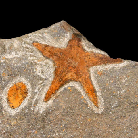 48MM Brittlestar Petraster Starfish Fossil Ordovician Age Blekus Morocco COA - Fossil Age Minerals