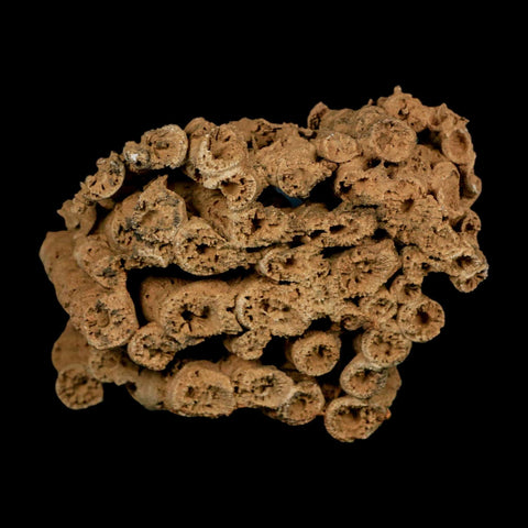 3.9" Colonial Rugose Coral Fossil Devonian Age Speed Quarry, Clark County, Indiana - Fossil Age Minerals