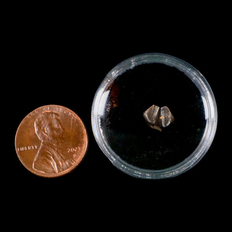 0.3" Ankylosaurus Fossil Tooth Judith River FM Cretaceous Dinosaur MT COA & Display - Fossil Age Minerals