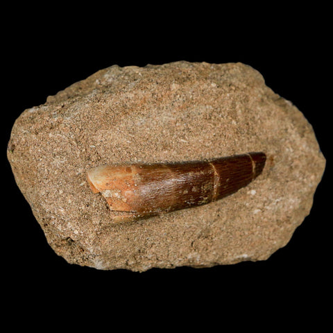 1.8" Plesiosaur Zarafasaura Tooth Fossil In Matrix Cretaceous Dinosaur Era COA - Fossil Age Minerals