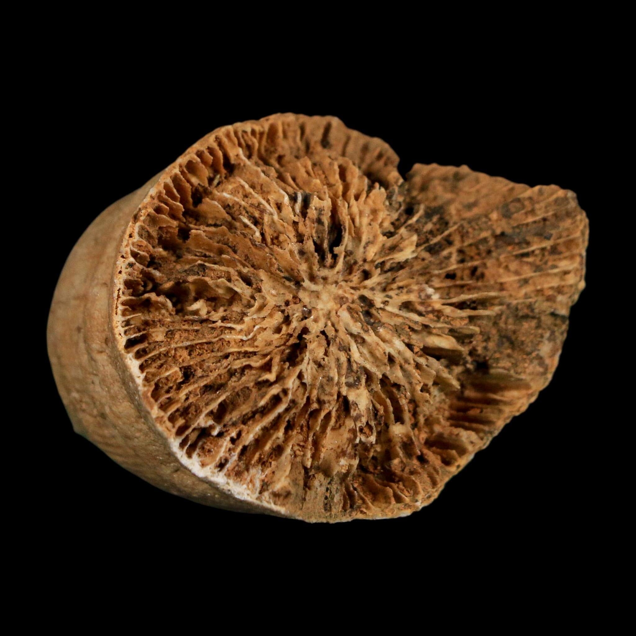 2.1" Rugose Horn Coral Fossil Devonian Age Speed Quarry, Clark County, Indiana