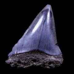 Mako Shark Fossils