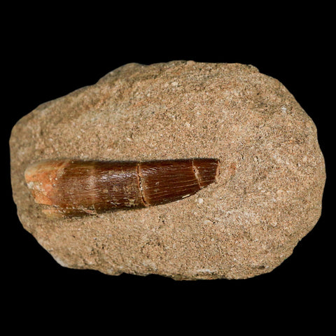 1.8" Plesiosaur Zarafasaura Tooth Fossil In Matrix Cretaceous Dinosaur Era COA - Fossil Age Minerals