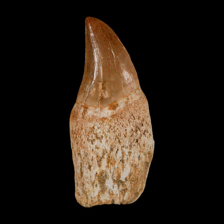 2" Halisaurus Walkeri Mosasaur Fossil Tooth Rooted Cretaceous Dinosaur Era COA