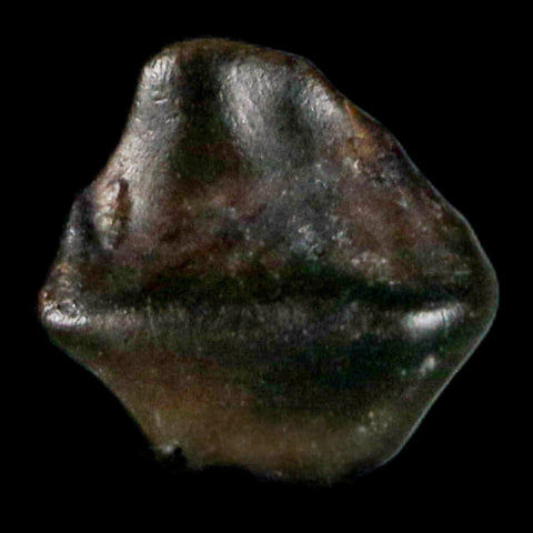 0.2" Ankylosaurus Fossil Tooth Judith River FM Cretaceous Dinosaur MT COA & Display - Fossil Age Minerals