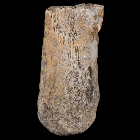 2.1" Maiasaura Hadrosaur Dinosaur Vertebrae Process Fossil Two Medicine FM MT COA