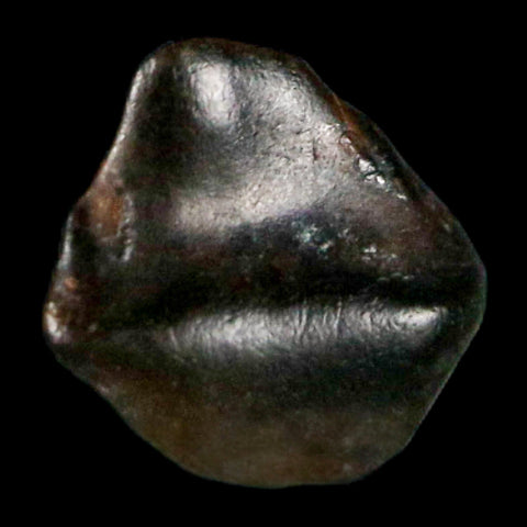 0.2" Ankylosaurus Fossil Tooth Judith River FM Cretaceous Dinosaur MT COA & Display - Fossil Age Minerals