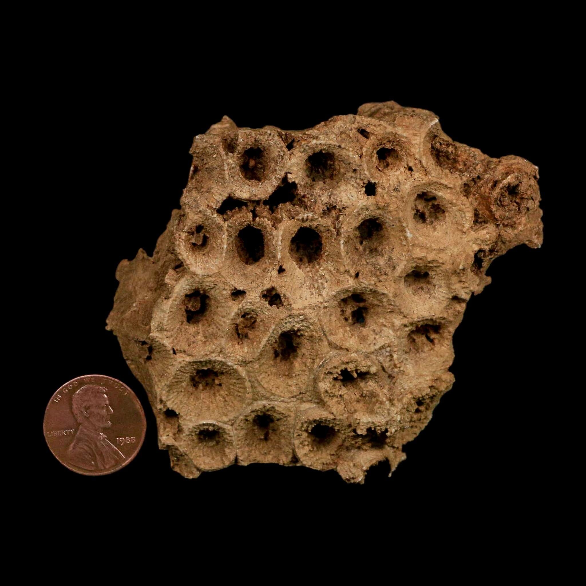 3.2" Colonial Rugose Coral Fossil Devonian Age Speed Quarry, Clark County, Indiana - Fossil Age Minerals