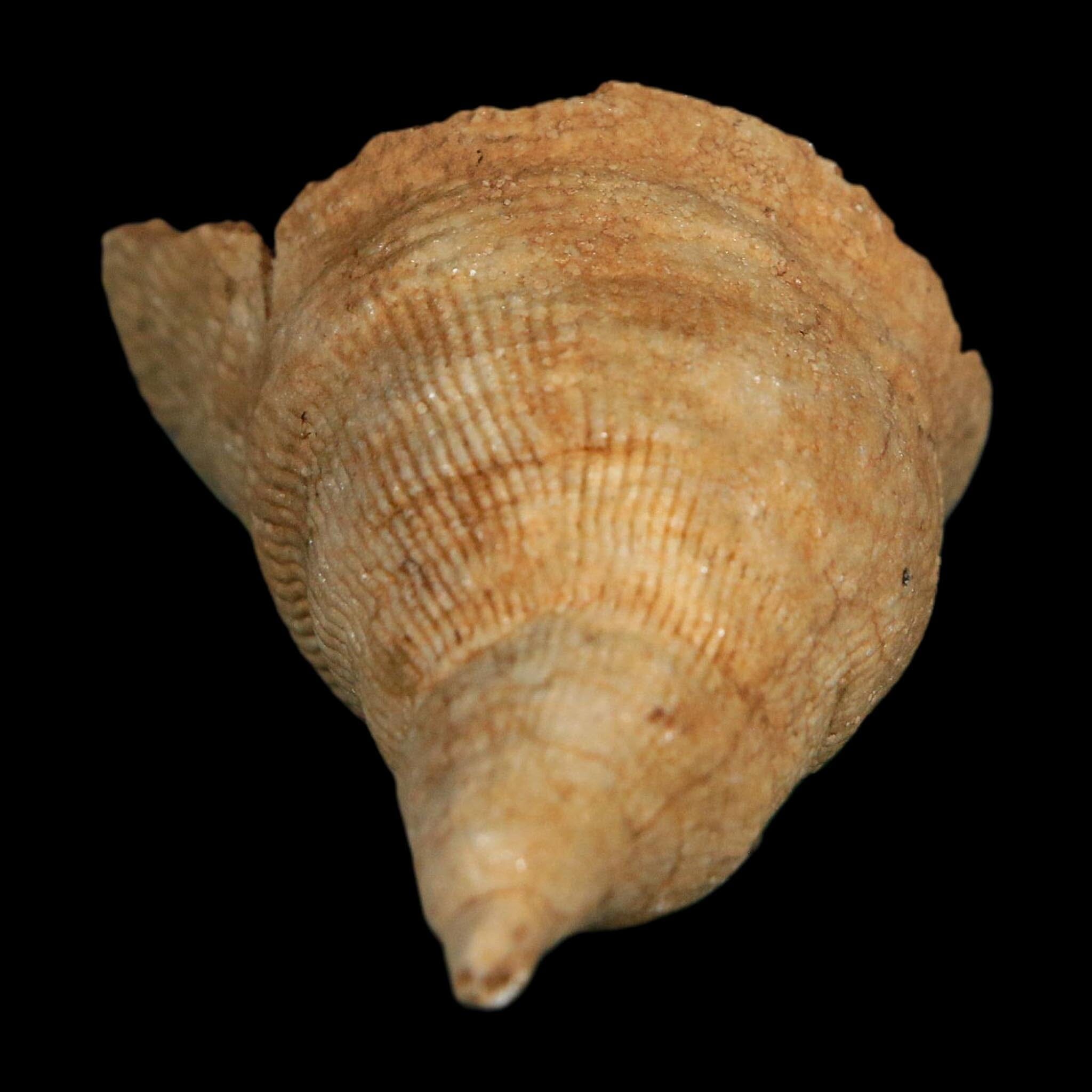 2.1" Rugose Horn Coral Fossil Devonian Age Speed Quarry, Clark County, Indiana