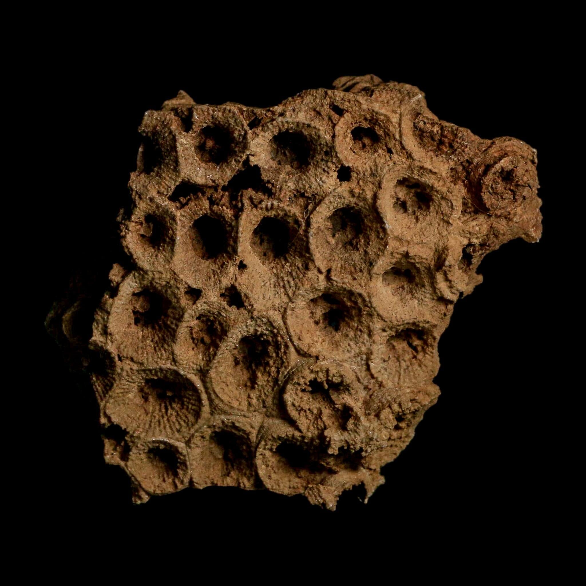 3.2" Colonial Rugose Coral Fossil Devonian Age Speed Quarry, Clark County, Indiana - Fossil Age Minerals