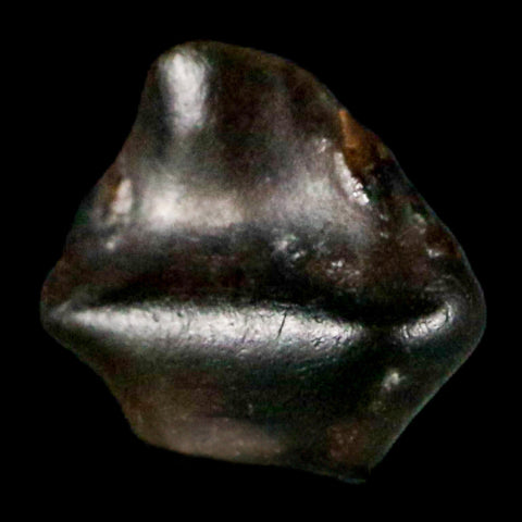 0.2" Ankylosaurus Fossil Tooth Judith River FM Cretaceous Dinosaur MT COA & Display - Fossil Age Minerals