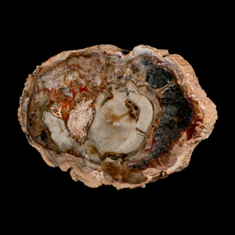 5.5" Fossilized Polished Petrified Wood Branch Madagascar 66-225 Million Yrs Old - Fossil Age Minerals