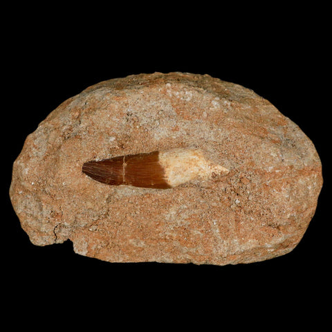 1.7" Plesiosaur Zarafasaura Tooth Fossil In Matrix Cretaceous Dinosaur Era COA - Fossil Age Minerals