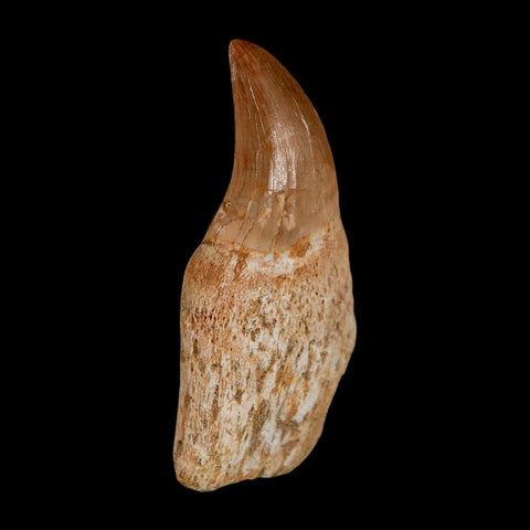 2" Halisaurus Walkeri Mosasaur Fossil Tooth Rooted Cretaceous Dinosaur Era COA