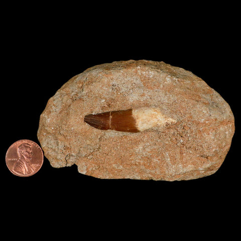 1.7" Plesiosaur Zarafasaura Tooth Fossil In Matrix Cretaceous Dinosaur Era COA - Fossil Age Minerals