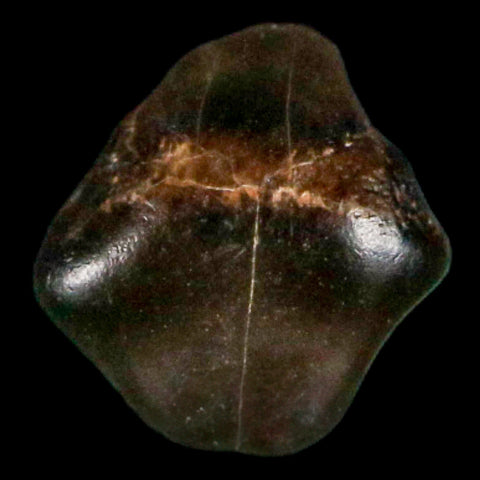 0.2" Ankylosaurus Fossil Tooth Judith River FM Cretaceous Dinosaur MT COA & Display - Fossil Age Minerals