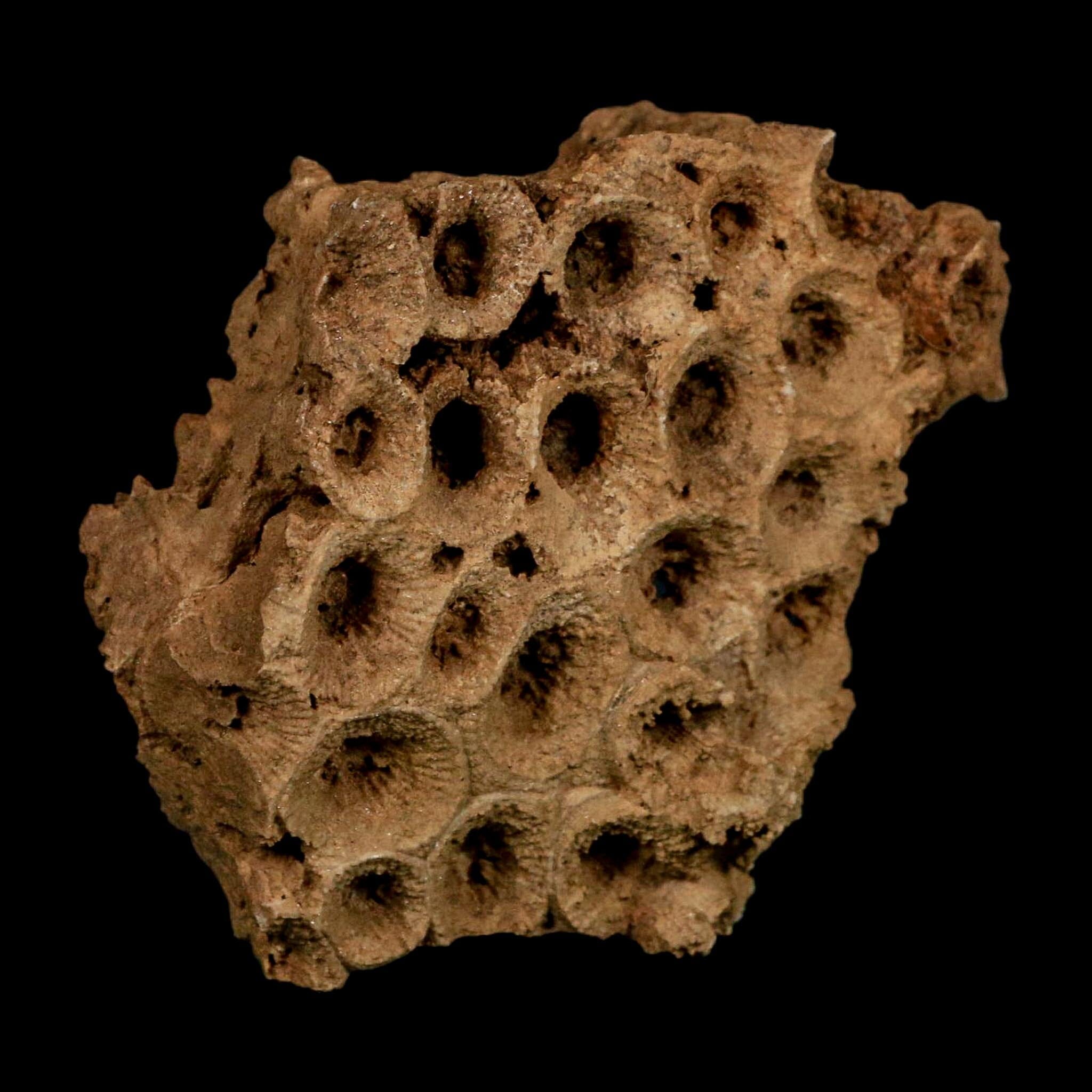 3.2" Colonial Rugose Coral Fossil Devonian Age Speed Quarry, Clark County, Indiana - Fossil Age Minerals