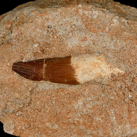 1.7" Plesiosaur Zarafasaura Tooth Fossil In Matrix Cretaceous Dinosaur Era COA - Fossil Age Minerals