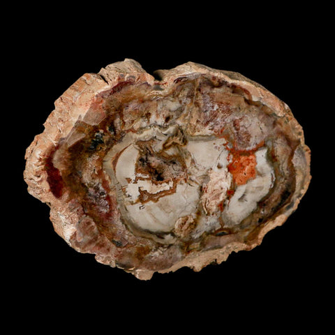 5.5" Fossilized Polished Petrified Wood Branch Madagascar 66-225 Million Yrs Old - Fossil Age Minerals