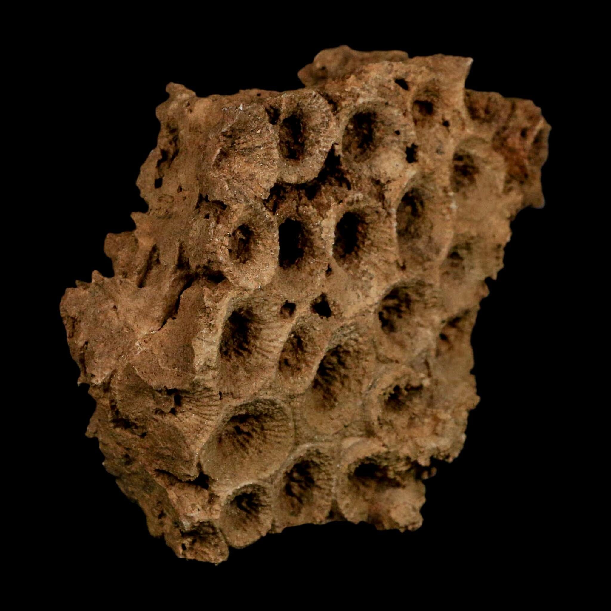 3.2" Colonial Rugose Coral Fossil Devonian Age Speed Quarry, Clark County, Indiana - Fossil Age Minerals