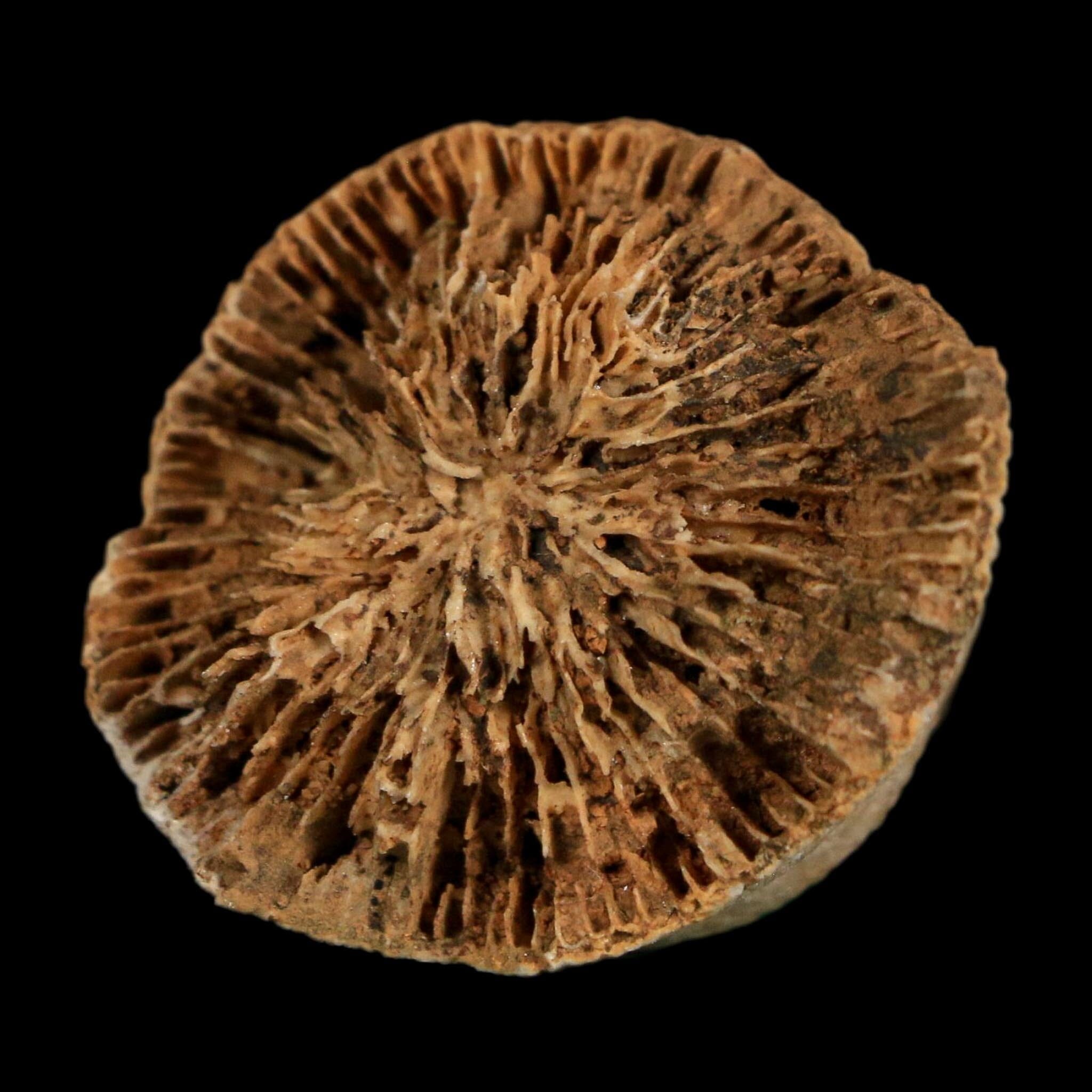 2.1" Rugose Horn Coral Fossil Devonian Age Speed Quarry, Clark County, Indiana