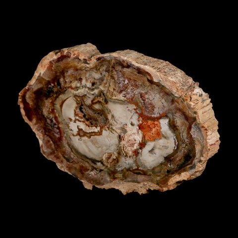 5.5" Fossilized Polished Petrified Wood Branch Madagascar 66-225 Million Yrs Old - Fossil Age Minerals