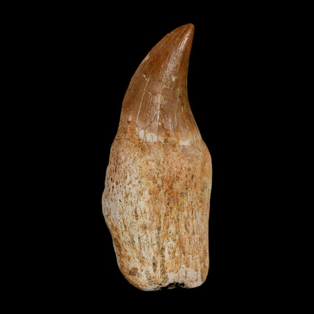 2" Halisaurus Walkeri Mosasaur Fossil Tooth Rooted Cretaceous Dinosaur Era COA